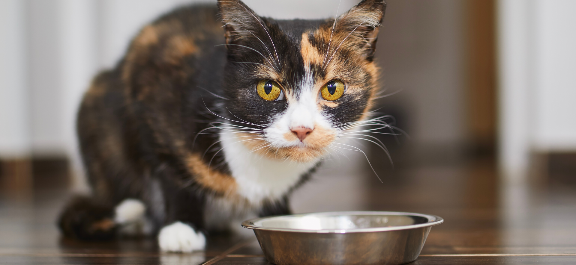 Cómo elijo un alimento saludable para mi gato